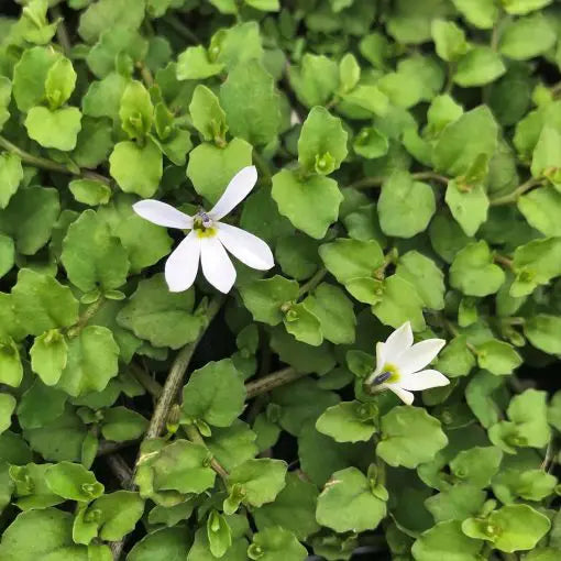 Pratia Pedunculata White (White Star Creeper)