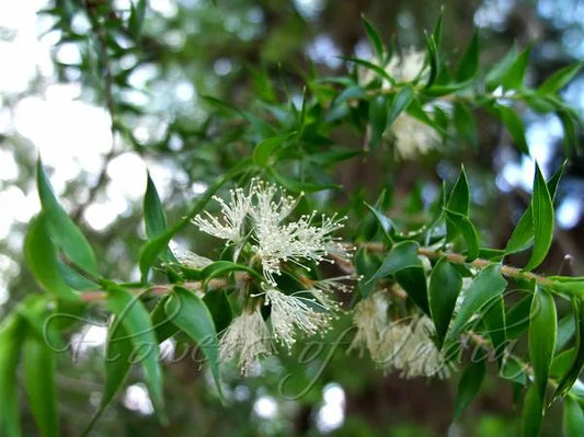 Melaleuca Styphelioides (Prickly Paperbark)