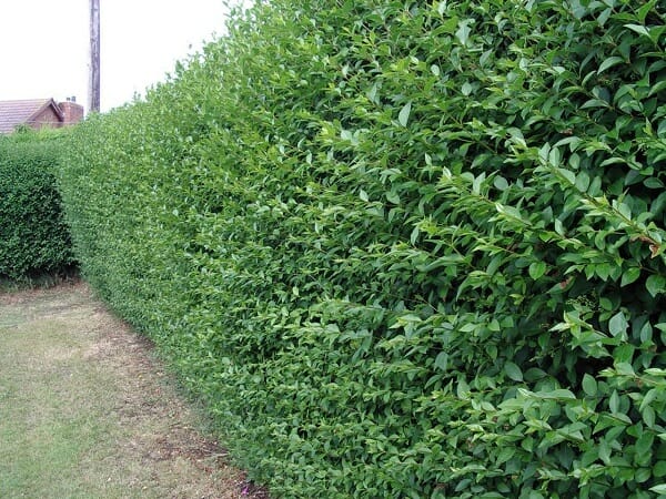 Ligustrum Undulatum (Box-Leaved Privet)