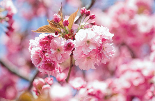 Prunus Kanzan (Cherry Blossom Tree)