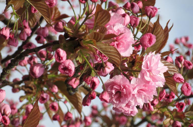 Prunus Kanzan (Cherry Blossom Tree)