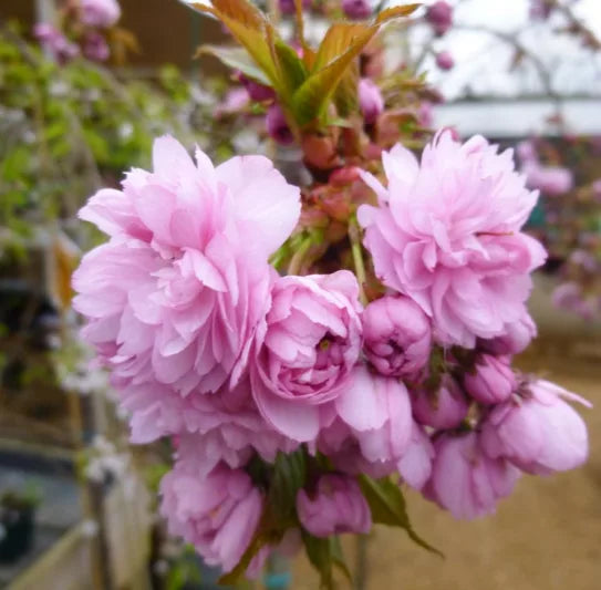 Prunus × Yedoensis 'Cheal's Weeping' (Cherry 'Cheal's Weeping Double Pink')