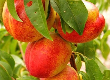 Close-up of Fantasia Nectarine fruit on a branch with green leaves, showcasing its vibrant red and yellow skin.