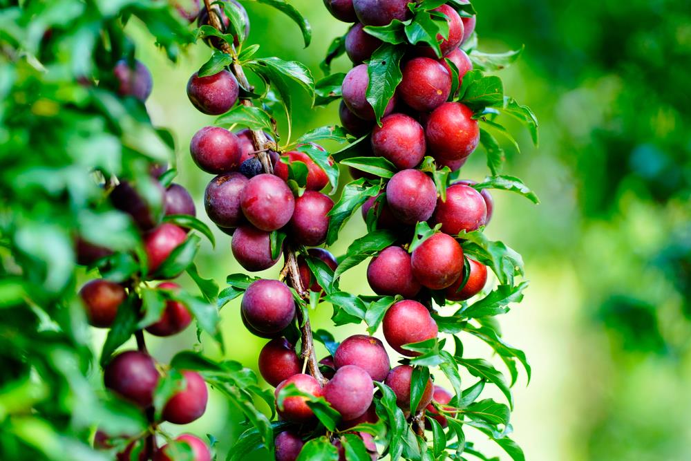 Prunus Salicina 'Satsuma' (Plum Satsuma)