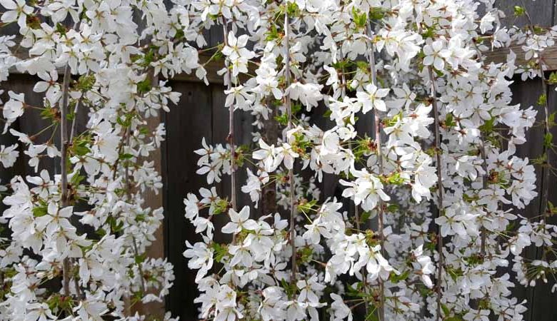 Prunus Subhirtella Falling Snow (White Weeping Cherry)