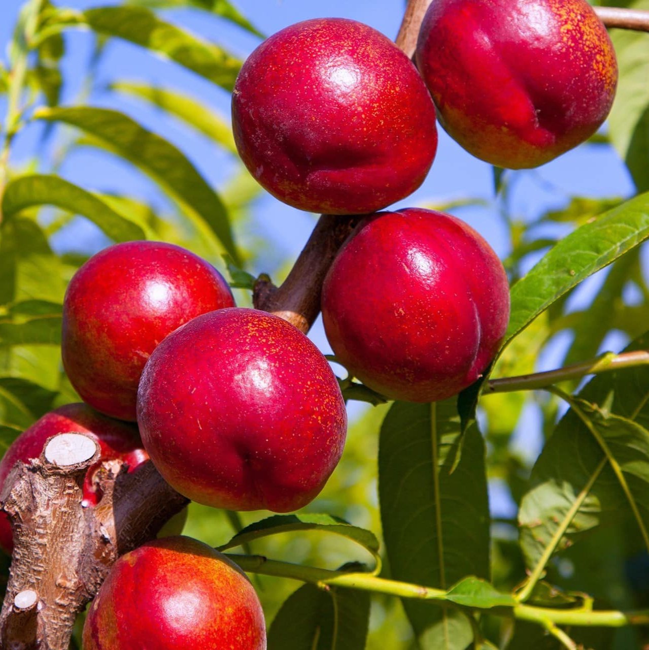 Prunus Persica (Nectarine Crimson Baby)