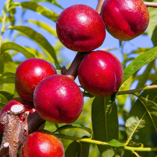 Prunus Persica (Nectarine Crimson Baby)