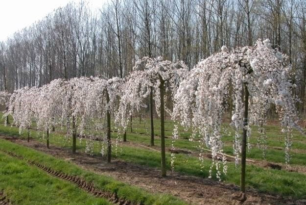 Prunus Subhirtella Falling Snow (White Weeping Cherry)