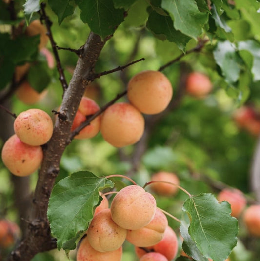 Close-up of Divinity Apricot fruit on the tree with lush green leaves in the background.