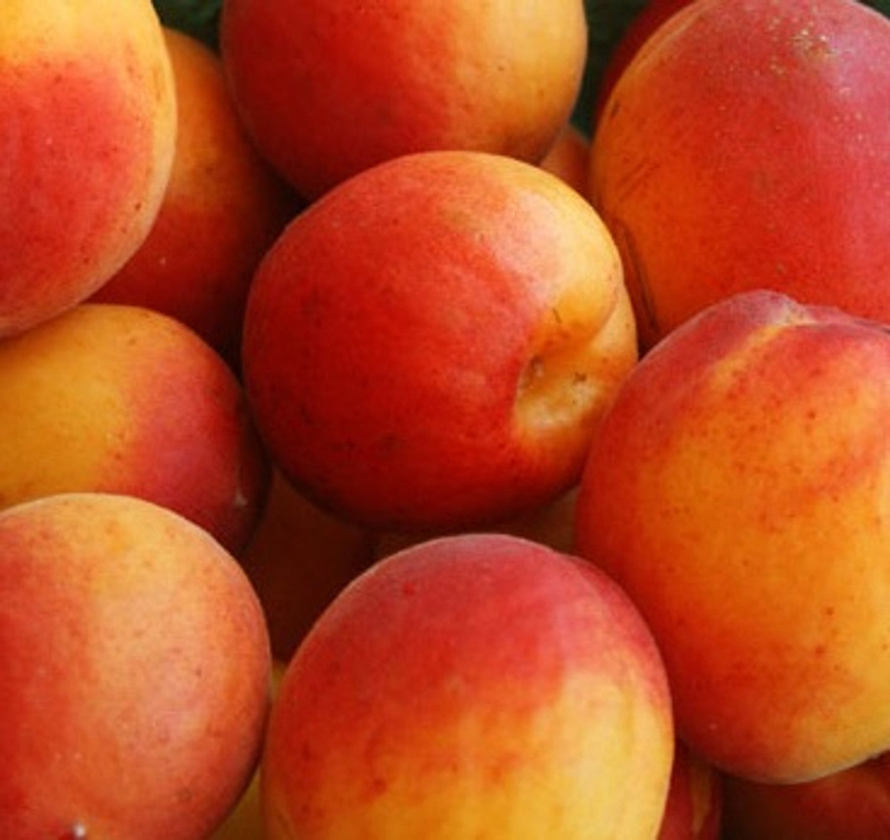 Close-up of Divinity Apricot fruit on a table, showcasing its light orange skin with a subtle red blush.