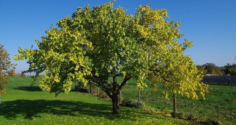 Mature Newcastle Apricot tree with a full canopy and visible ripening fruit.