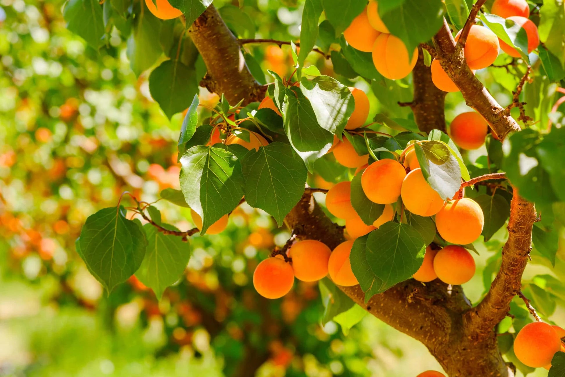 Close-up of Newcastle Apricot fruit on a tree branch, showcasing its pale orange skin with a hint of red blush and green leaves.