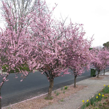 Street lined with Prunus Blireana (Flowering Plum) trees in bloom, with pink flowers scattered on the footpath creating a scenic view.