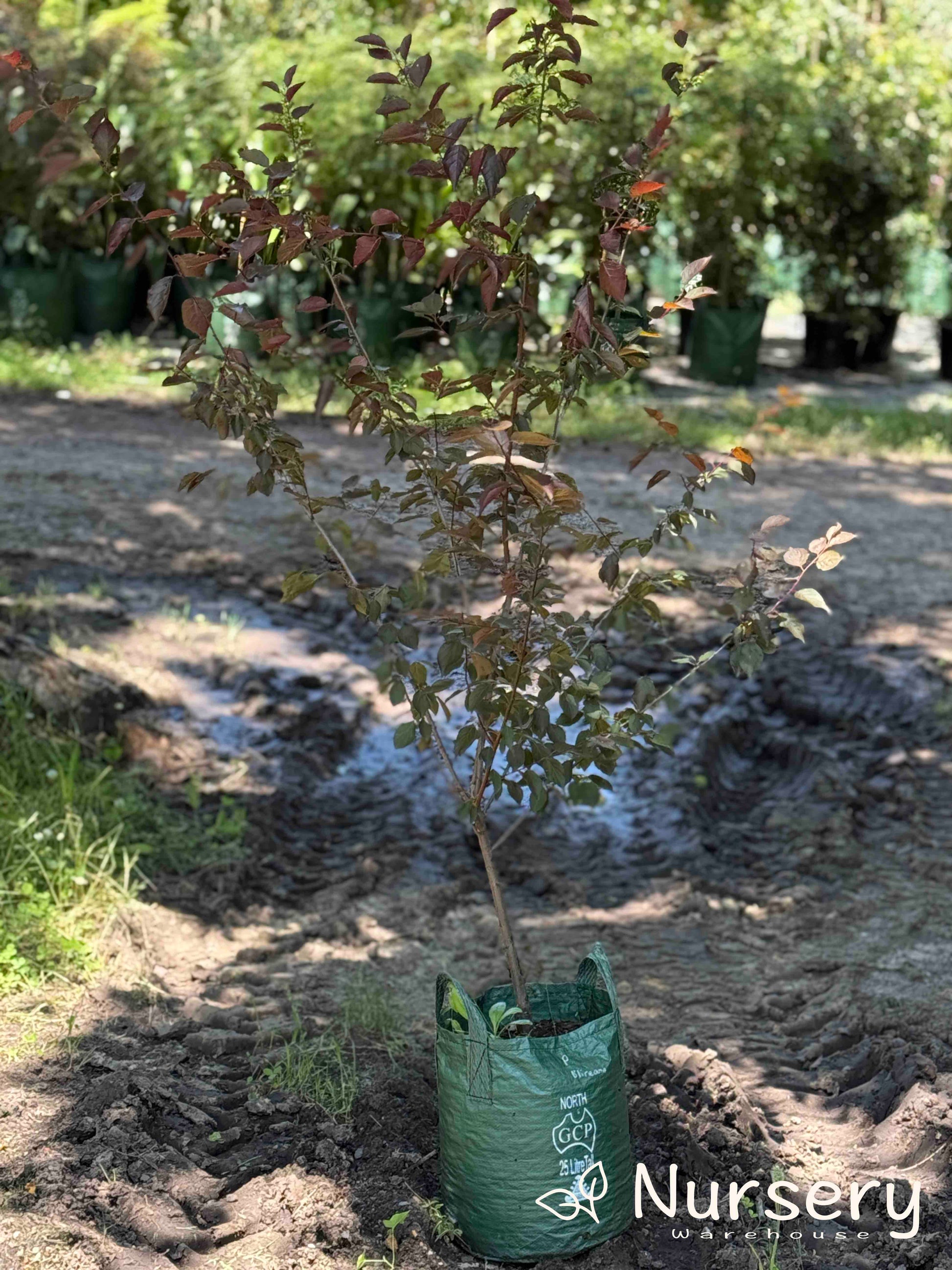 Flowering Plum in 25L Bag – Prunus Blireana ready for sale with vibrant purple foliage.