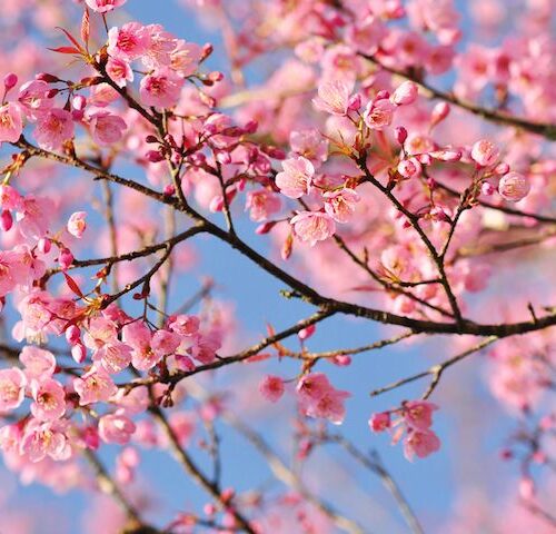 Close-up of Prunus Blireana (Flowering Plum) branches adorned with vibrant pink flowers.