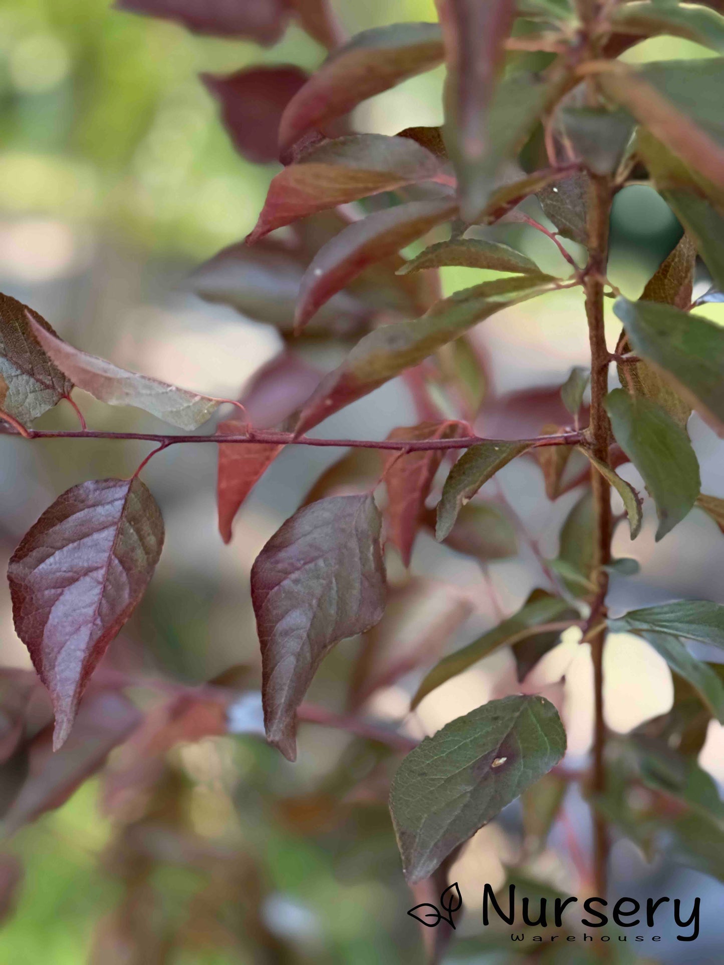 Close-up of Prunus Blireana (Flowering Plum) leaves showing delicate purple and green hues.