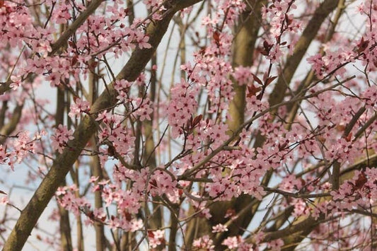 Prunus Cerasifera Nigra (Purple Leaf Flowering Plum)