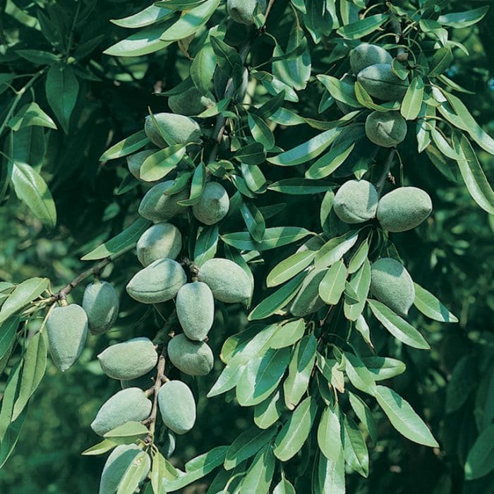 Close-up of green unripened almonds with lush green leaves in the background.