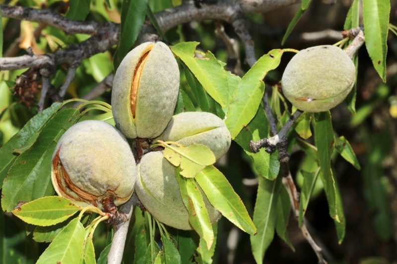 Close-up of green unripened almonds on a branch, framed by dense green leaves.