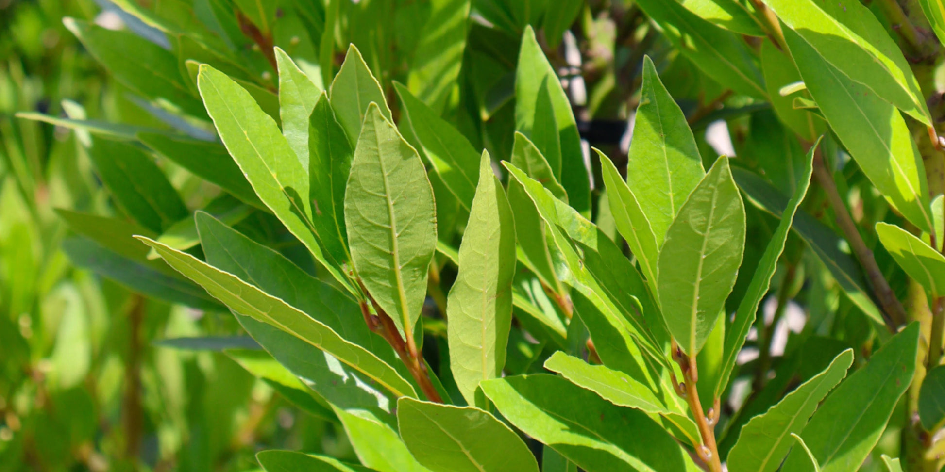 Close-up of lush green almond tree leaves with detailed veining.