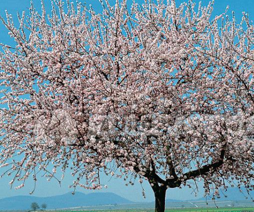 Mature Almond All-In-One tree covered in white to pale pink blossoms.