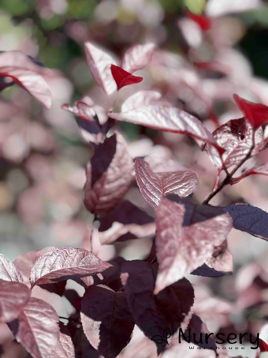 Close-up of Prunus Nigra (Black Plum) flowers in full bloom, showcasing their vibrant pink petals against dark purple foliage.