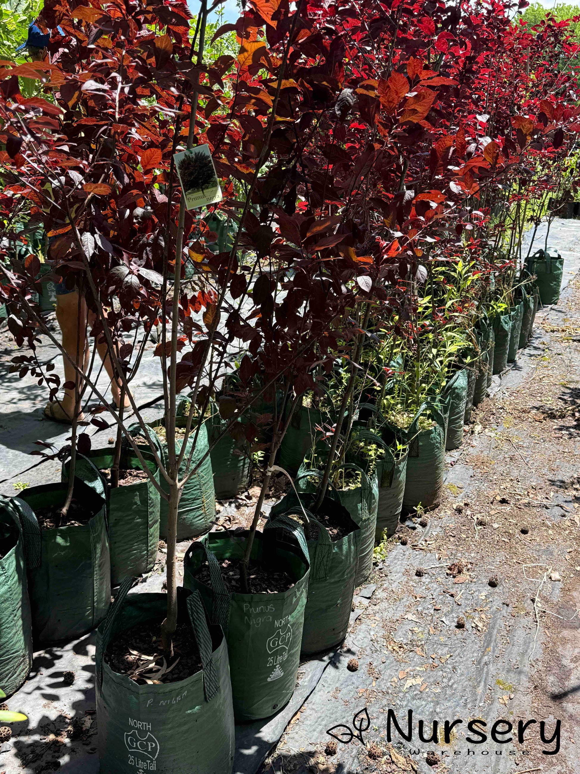 Prunus Nigra (Black Plum) plant in a pot, highlighting its striking purple leaves, ready for sale.