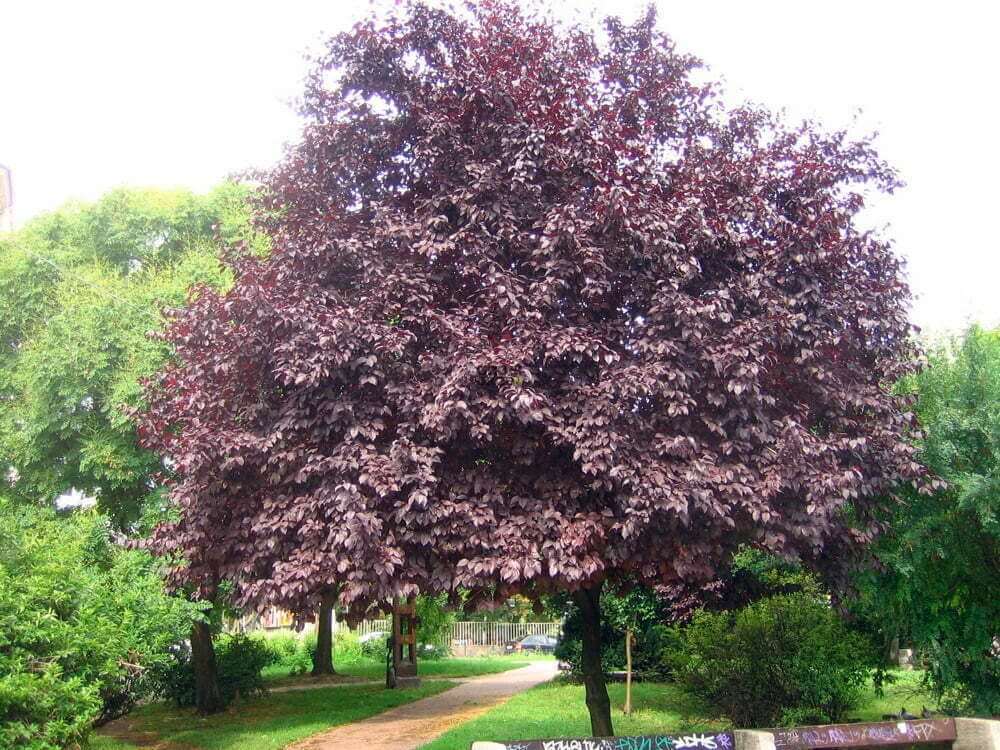 Mature Prunus Nigra (Black Plum) tree in a park, featuring a rounded canopy with dark purple foliage and bright pink blossoms.