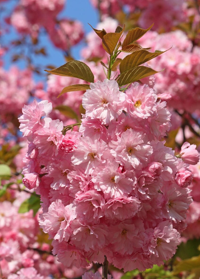 Detailed close-up of Prunus Persica Roseoplena (Peach Flowering Pink Double) displaying soft pink double flowers.