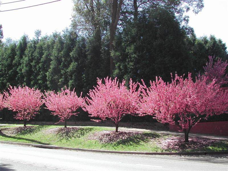 A lined street with Prunus Persica Roseoplena (Peach Flowering Pink Double) trees in full bloom, petals scattered on the grass creating a picturesque scene.