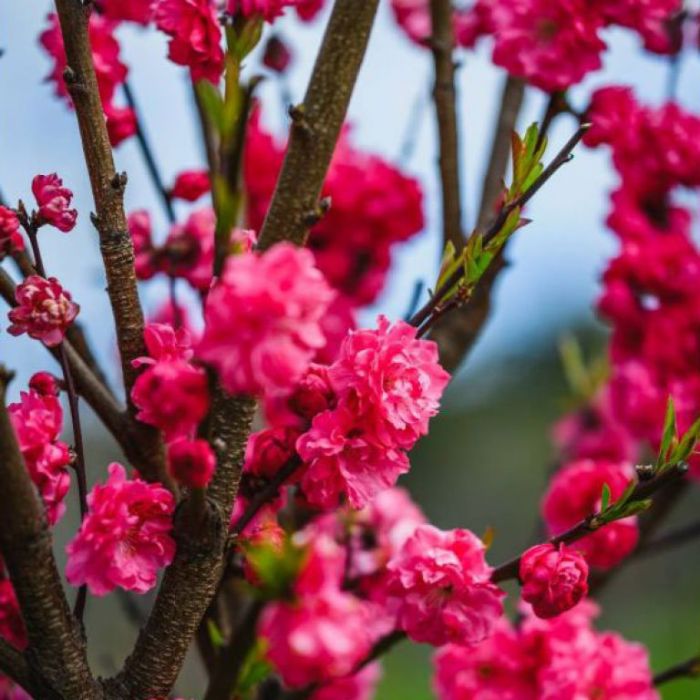 Close-up of Prunus Persica Roseoplena (Peach Flowering Pink Double) showcasing vibrant pinky red blossoms.