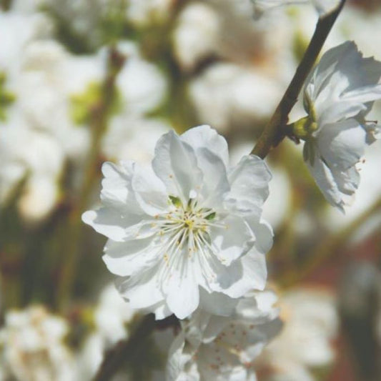 Close-up of Prunus Persica Alboplena (White Flowering Peach) displaying elegant white double blossoms.