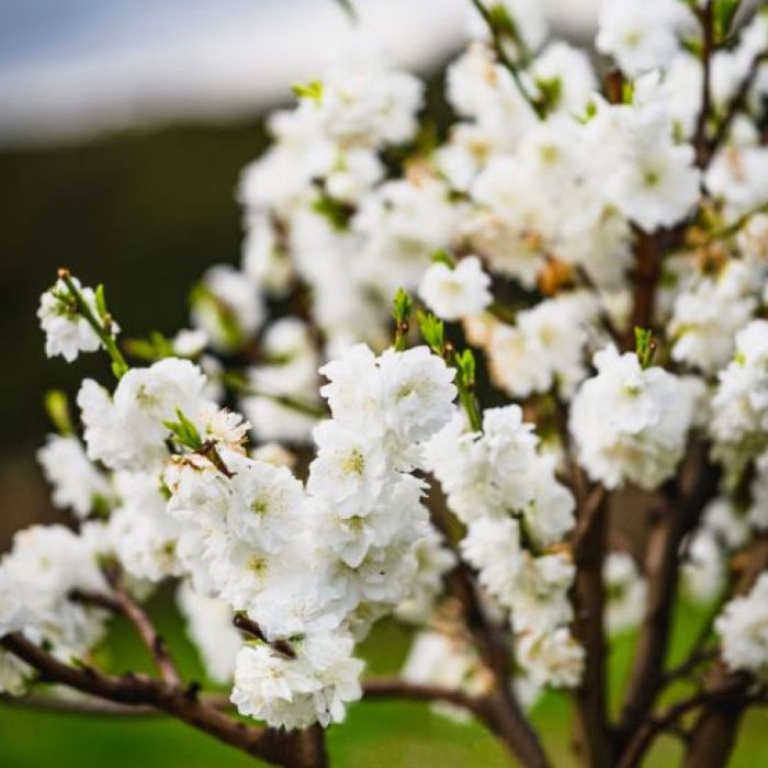 Detailed close-up of Prunus Persica Alboplena (White Flowering Peach) with soft, white flowers in full bloom.