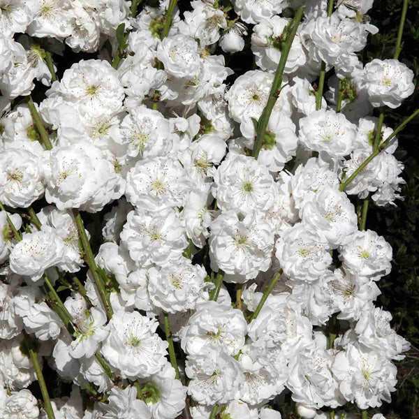 Another close-up of Prunus Persica Alboplena (White Flowering Peach) showcasing beautiful white blossoms.