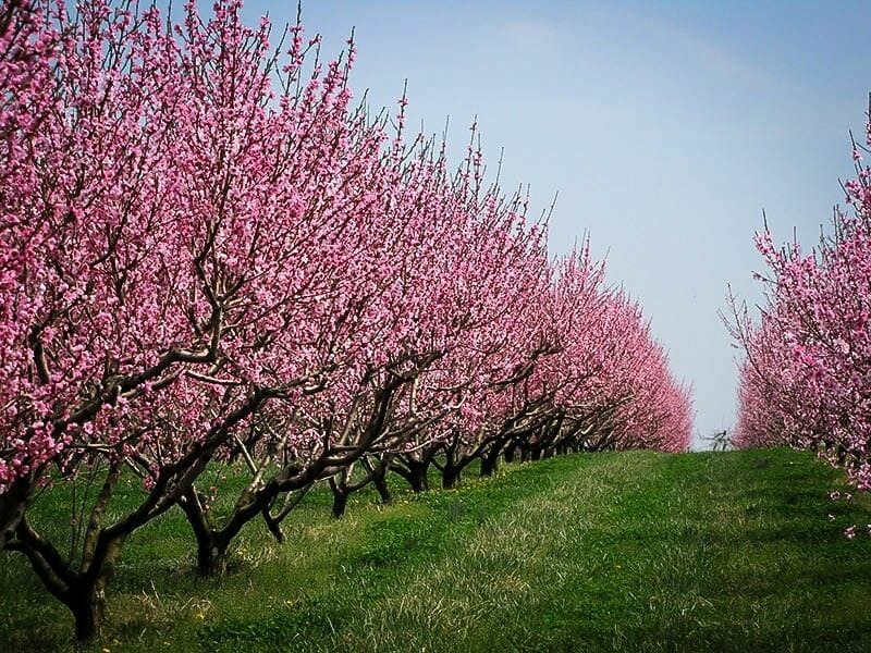 "Driveway lined with Prunus Persica (Peach Dwarf Elberta) trees in full bloom with pink flowers."