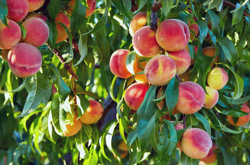 "Close-up of Prunus Persica (Peach Dwarf Elberta) fruit, showcasing golden-yellow peaches with a red blush."