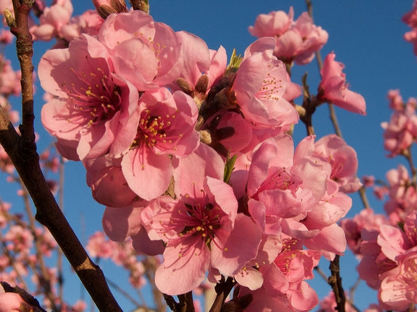 Close-up of pink blossoms on an Arctic Rose Nectarine tree.