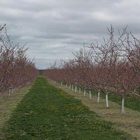 Orchard view with rows of Arctic Rose Nectarine trees growing in neat alignment.