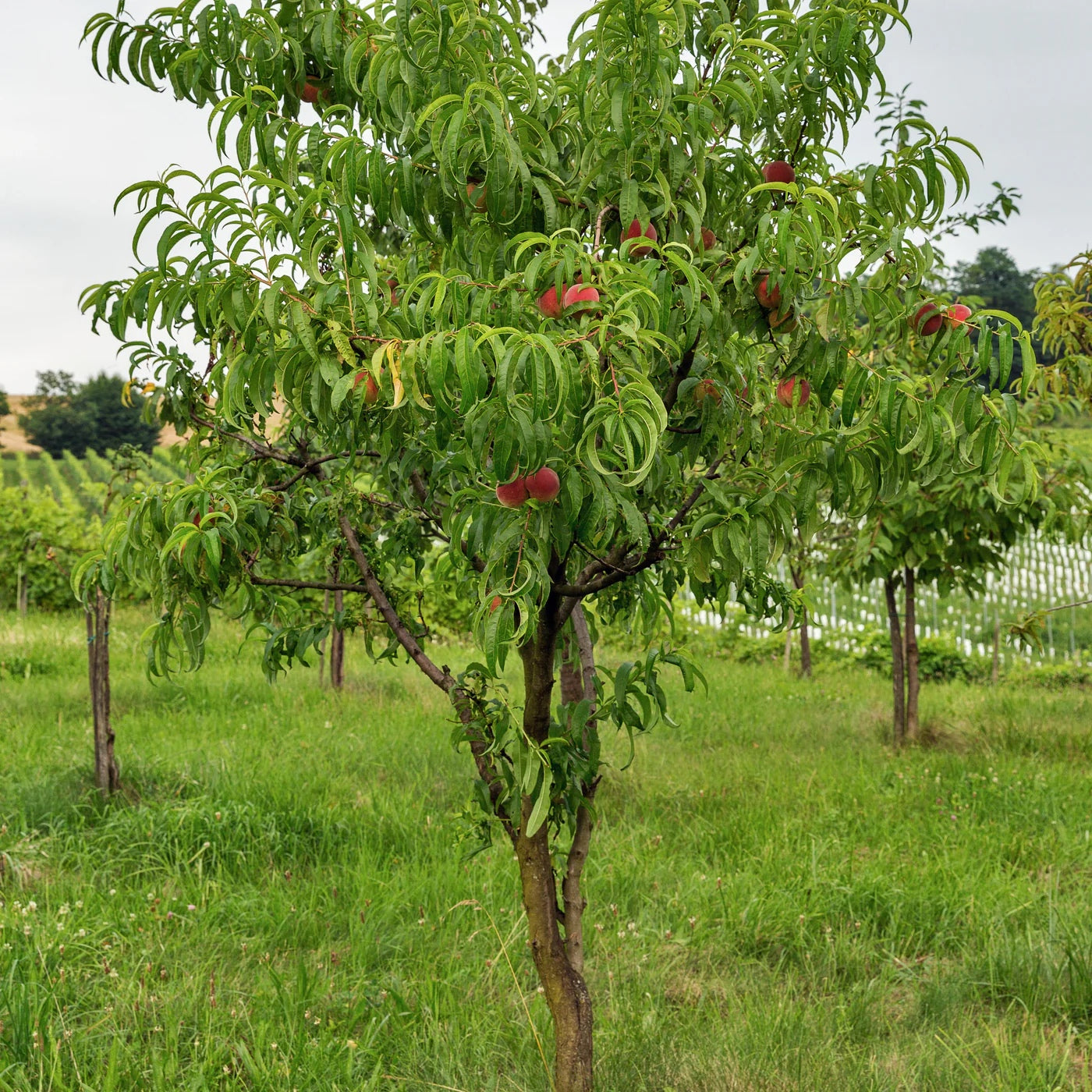 Tree bearing Fantasia Nectarines with bright red and yellow fruit among green leaves.