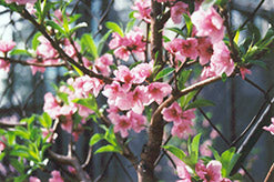 Bright pink flowers on a Fantasia Nectarine tree in full bloom.