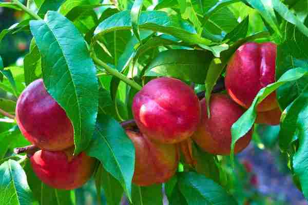 Close-up of Goldmine Nectarine fruit on a branch, showing its red skin and greenish-white background with green leaves.