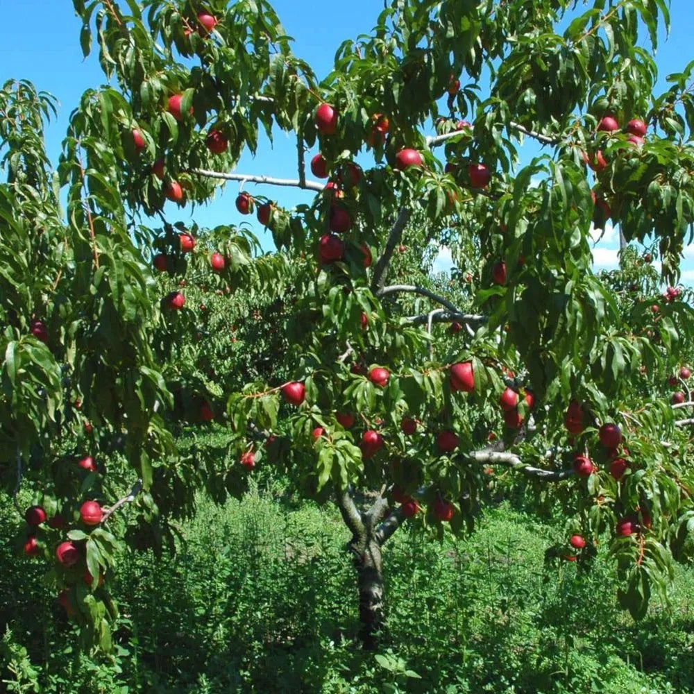 Mature Goldmine Nectarine tree with a full canopy and visible fruit.