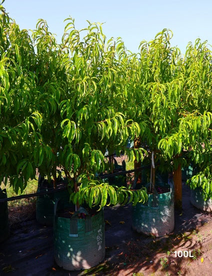 Maygrande Nectarine plants growing in 100L bags, ready for planting.