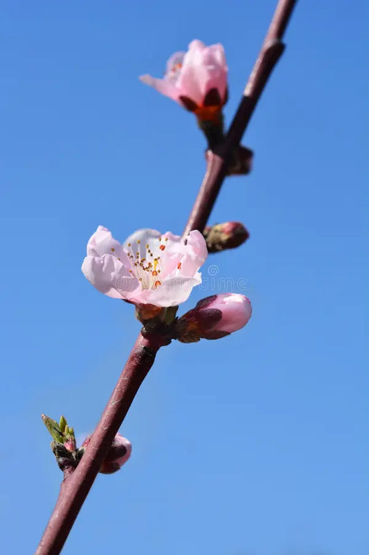 Pink blossoms on a Maygrande Nectarine tree in full bloom.