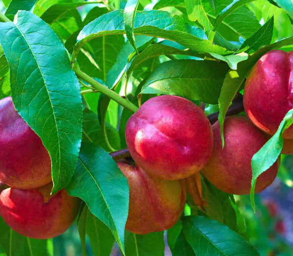 Maygrande Nectarine fruit on a tree branch with vibrant red skin and green leaves.