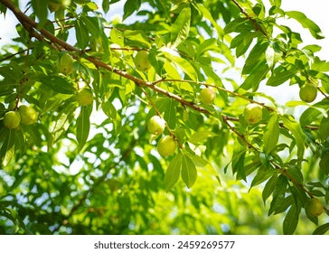 View of the foliage under the canopy of the Sunbob Nectarine tree with unripe fruit hanging.