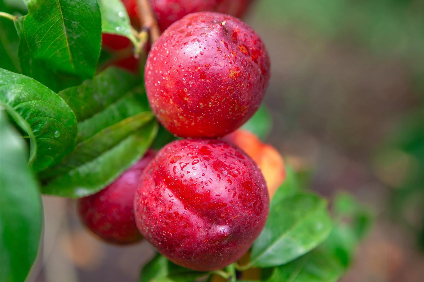 Close-up of Sunbob Nectarine fruit on a branch, showing red-blushed yellow skin and green leaves.