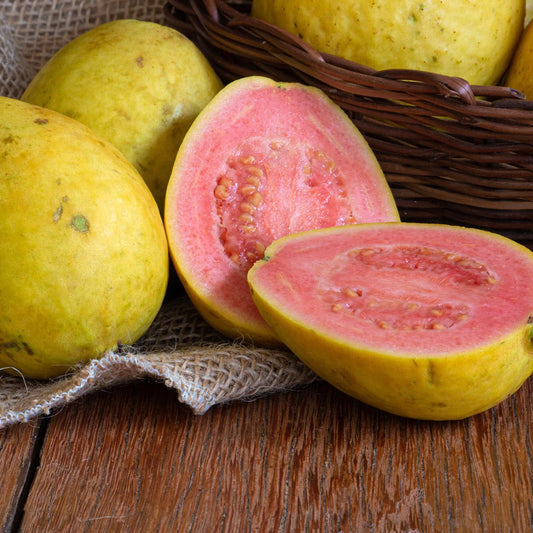 Psidium Guajava (Guava Amman)