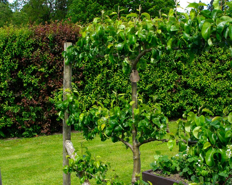 Pyrus Communis (Pear Corella)