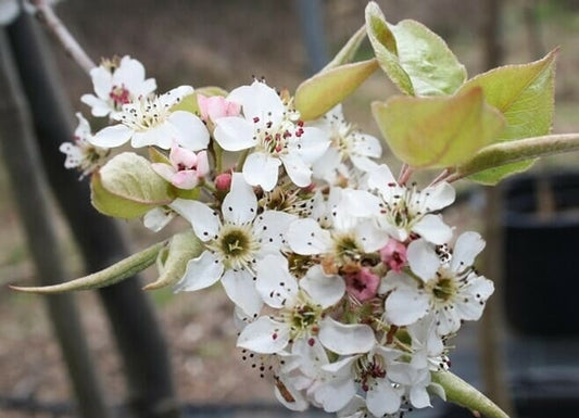 Pyrus Southworth Dancer (Southworth Dancer Pear Tree)